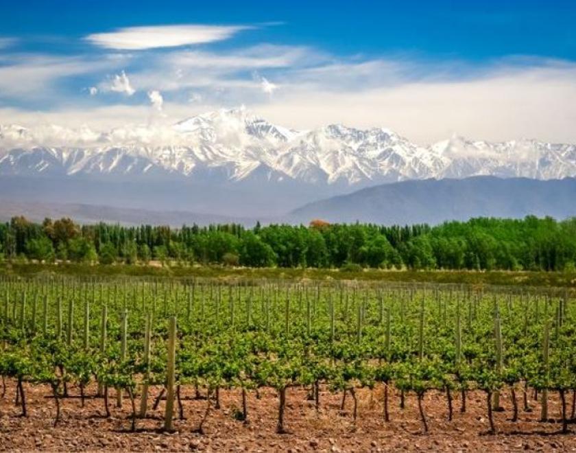 South American Wine Tasting Reading 