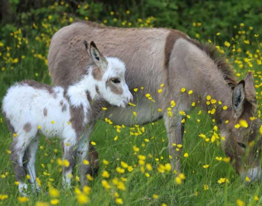 Donkeys in the grass