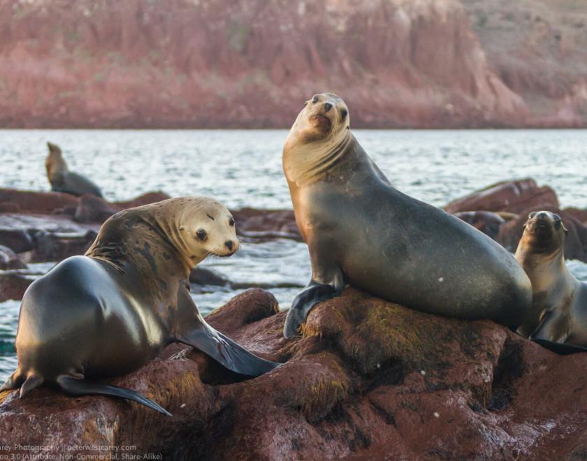 Californian sea lions sitting on a rock looking towards the camera