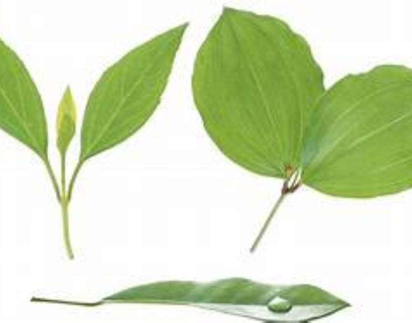 Theme Night at Readifolk