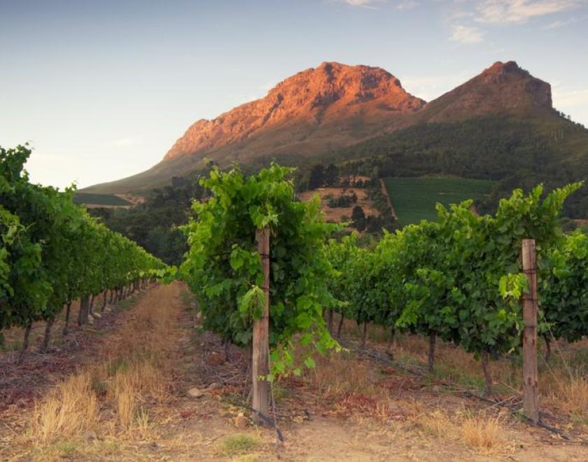 South Africa Wine Tasting Reading