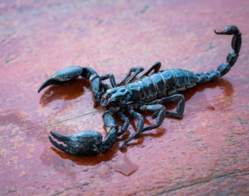 Theme Night at Readifolk