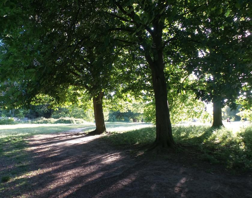 Tall Trees and Village Gems: Old Tilehurst guided tree trail