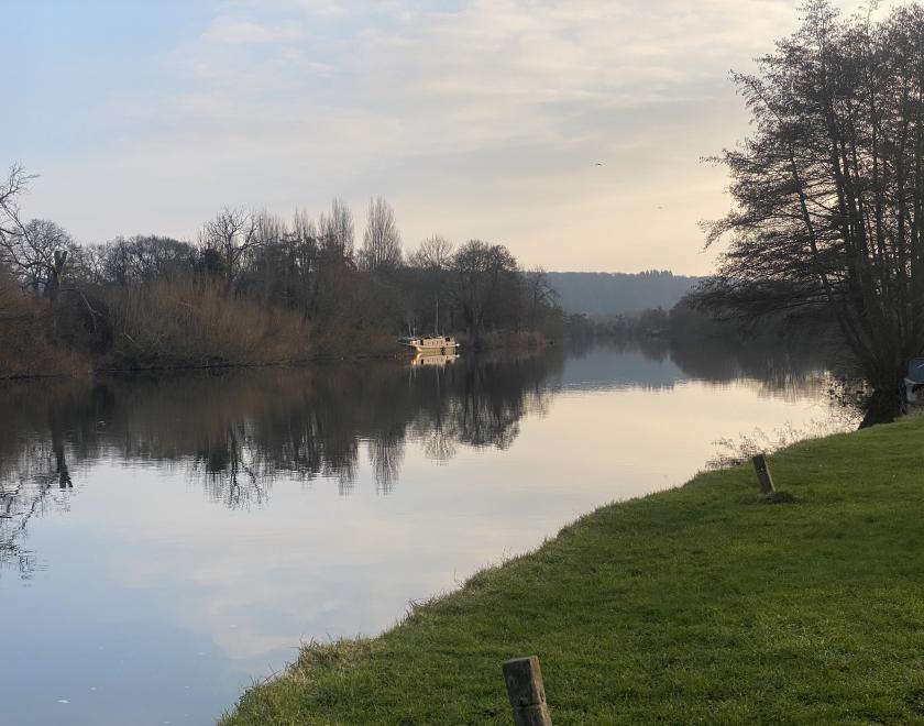 Town Centre and Thames Park Trees
