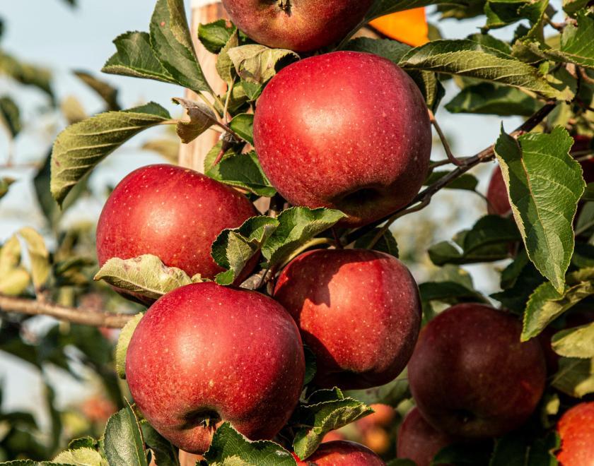 Cluster of ripe red apples hanging from a branch surrounded by leaves in an autumnal sunshine