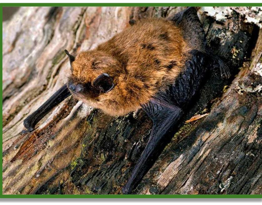 A bat resting against a tree