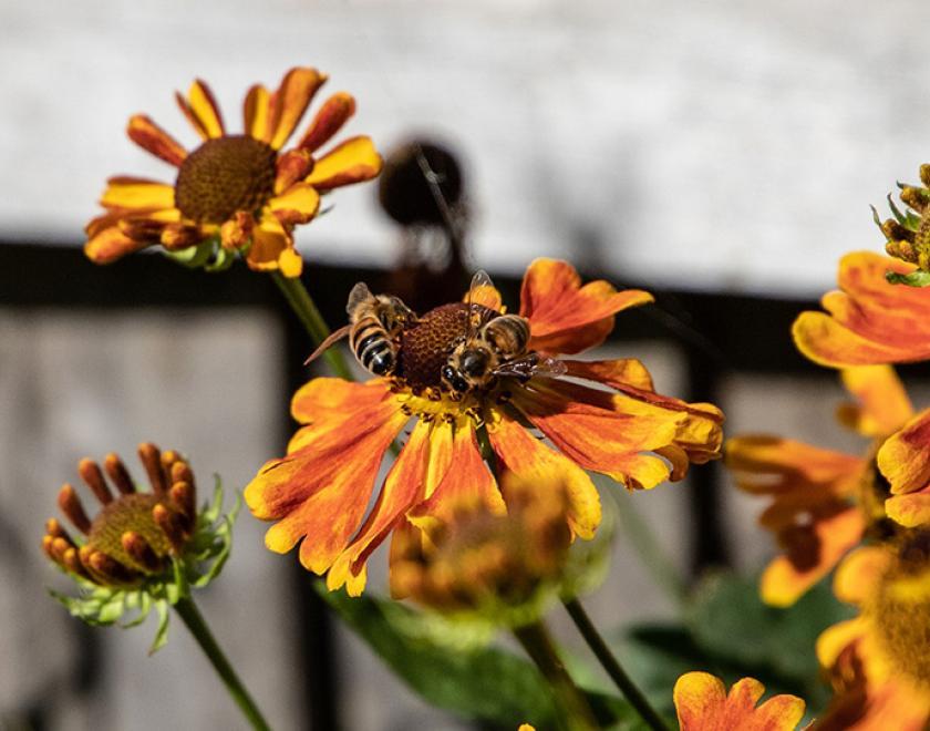 bee on sunflowers