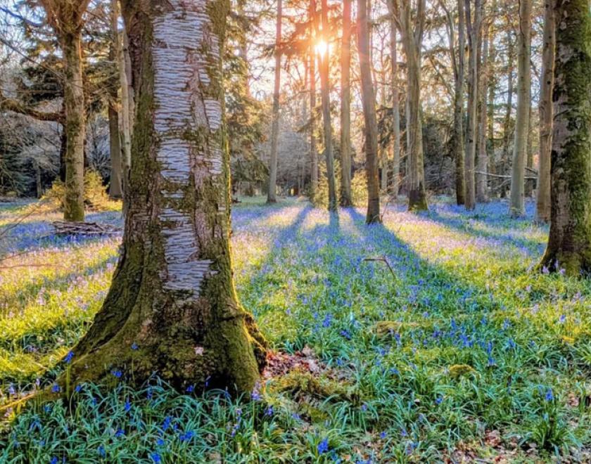 Photo of the bluebell woodlands at Basildon Park with the sun peeking through the trees