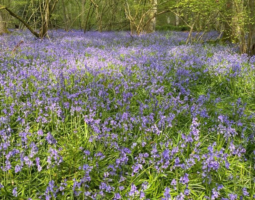 Bluebell Walks at Rushall Farm