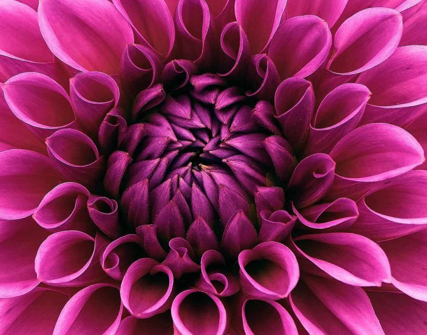 A pink dahlia flower head