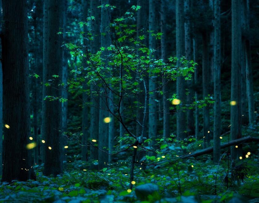 Kazuaki Koseki, Solitary tree