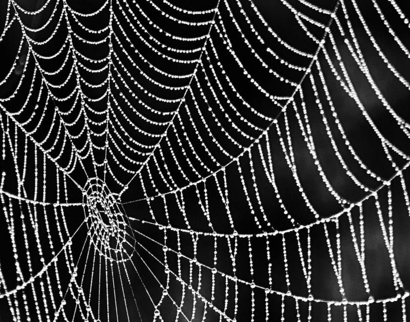 Spider-web