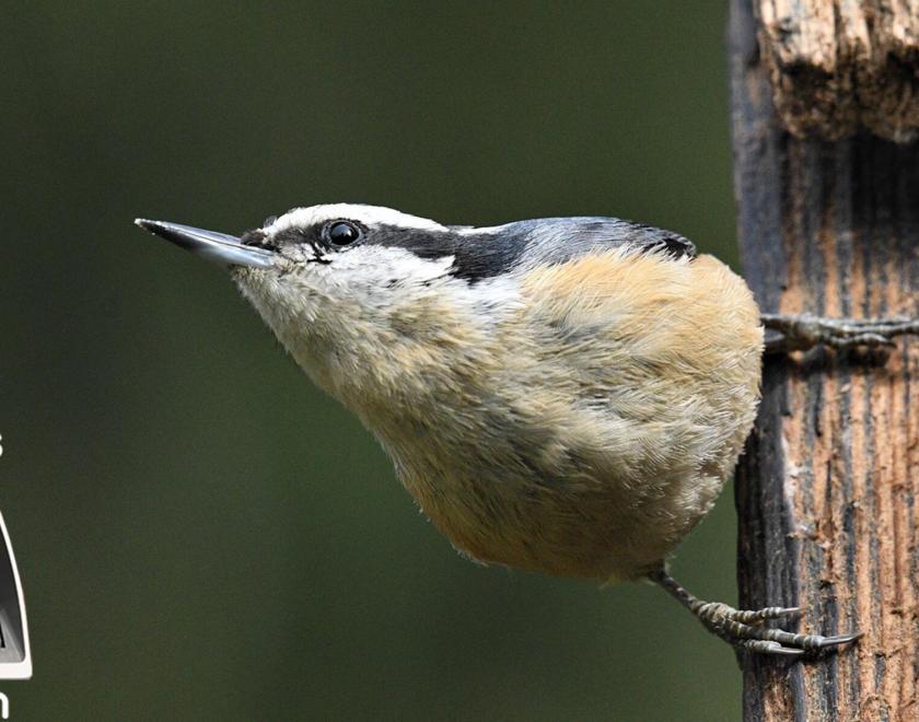 A finch holding onto a tree