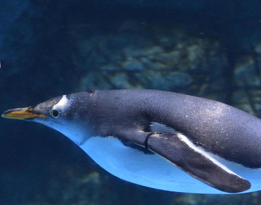 A penguin swimming
