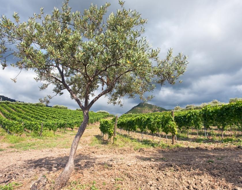 Discover Southern Italy!