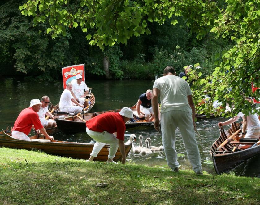 Swan Upping on the Upper Reaches of the Thames