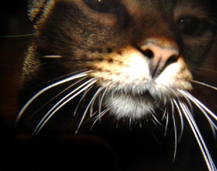 Cat whiskers